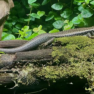Eastern water skink (Eulamprus quoyii)