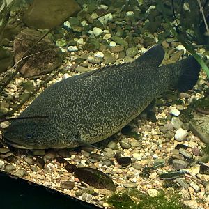 Murray cod (Maccullochella peelii)