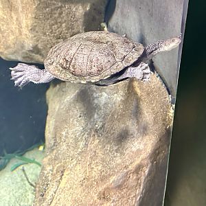 Eastern long necked turtle (Chelodina longicollis)