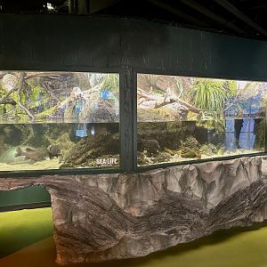 Gippsland Water Dragon Exhibit