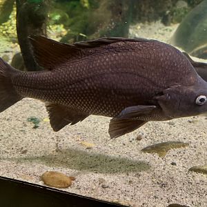 Macquarie perch (Macquaria australasica)