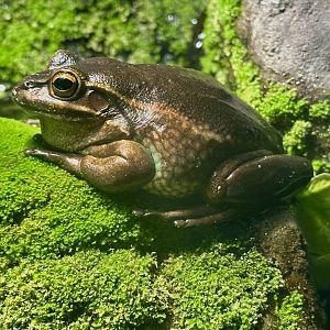 Green and golden bell frog (Litoria aurea)