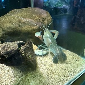 Common yabby (Cherax destructor)