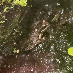 Southern brown tree frog (Litoria ewingii)