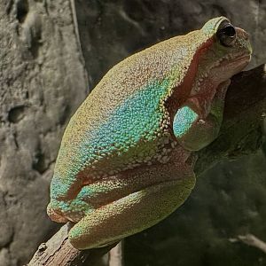 Spotted marsh frog (Limnodynastes tasmaniensis)