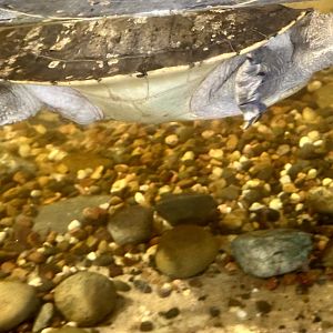 Mary River turtle (Elusor macrurus)