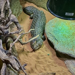 Shingleback lizard (Tiliqua rugosa)