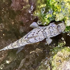 Silverlined mudskipper (Periopththalmus argentilineatus)