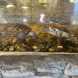 Murray River turtle (Emydura macquarii)