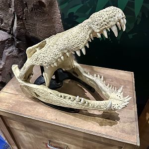 Saltwater Crocodile Skull