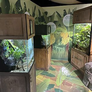 Frog Exhibits
