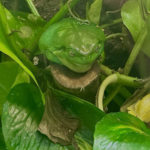 Green tree frog (Litoria caerulea)