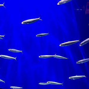 Australian pilchard (Sardinops neopilchardus)