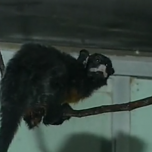 White-Lipped Tamarin（Saguinus Labiatus）