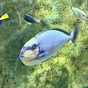 Bignose unicornfish (Naso vlamingii)