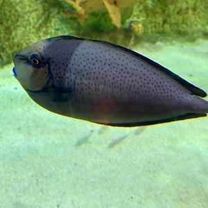 Bignose unicornfish (Naso vlamingii)