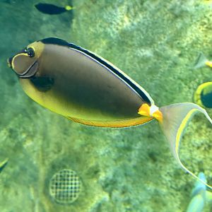 Pacific orange-spine unicornfish (Naso lituratus)