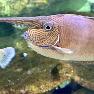Spotted unicornfish (Naso brevirostris)