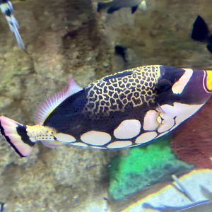 Clown triggerfish (Balistoides conspicillum)