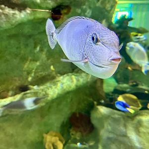 Paletail unicornfish (Naso brevirostris)