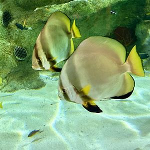 Orbicular batfish (Platax orbicularis)
