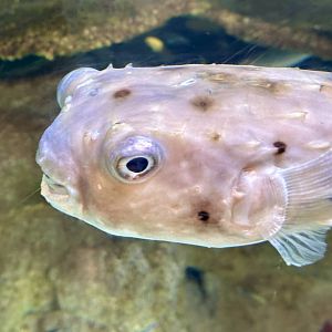 Longspine burrfish (Tragulichthys jaculiferus)