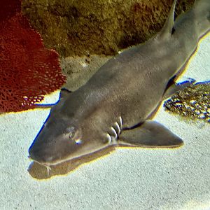 Brown-banded bamboo Shark (Chiloscyllium punctatum)