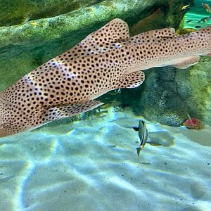 Leopard shark (Stegostoma tigrinum)