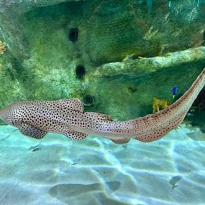 Leopard Shark (Stegostoma tigrinum)