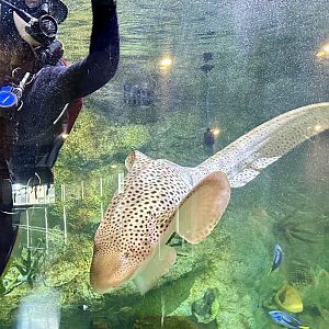 Leopard Shark and Diver