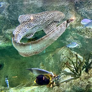 Leopard shark (Stegostoma tigrinum)