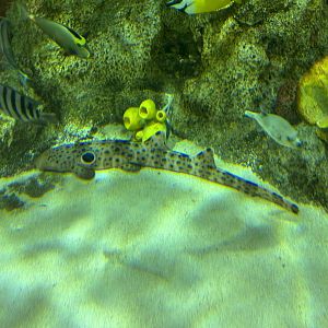 Epaulette shark (Hemiscyllium ocellatum)
