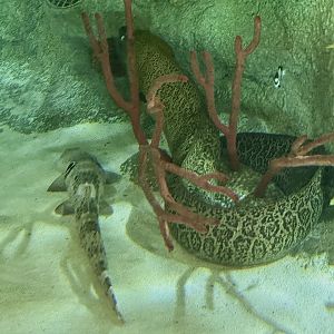 Giant moray (Gymnothorax javanicus)