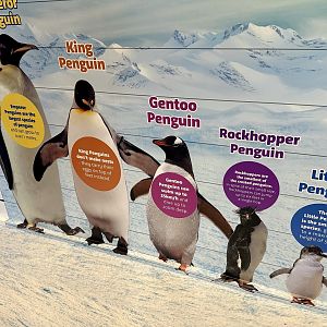 Penguin Height Chart