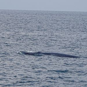 Eden's (Bryde's) whale (Balaenoptera edeni)