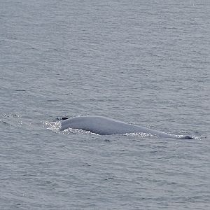 Eden's (Bryde's) whale (Balaenoptera edeni)