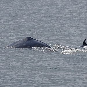 Eden's (Bryde's) whale (Balaenoptera edeni)