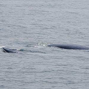 Eden's (Bryde's) whale (Balaenoptera edeni)