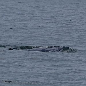 Eden's (Bryde's) whale (Balaenoptera edeni)