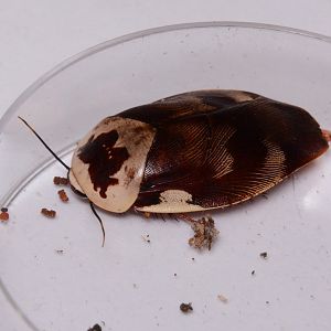 Centurion roach (Gyna centurio)