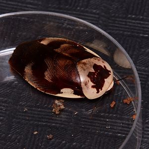 Centurion roach (Gyna centurio)