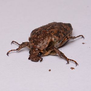 Cameroon flower chafer (Pseudinca camerunensis)