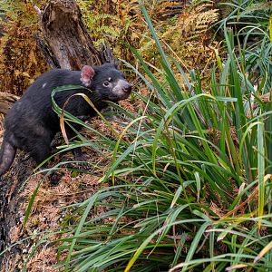 Tasmanian devil (Sarcophilus harrisii)
