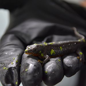 Bosnian alpine newt (Ichthyosaura alpestris reiseri)