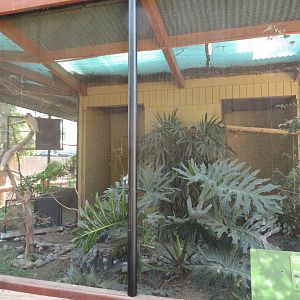 Boat-billed Heron Exhibit