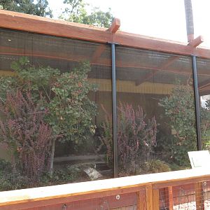 Venezuelan Troupial Exhibit