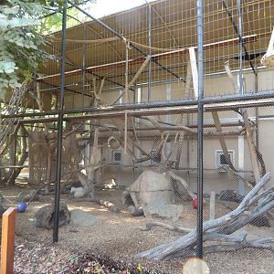 Colobus Monkey Exhibit