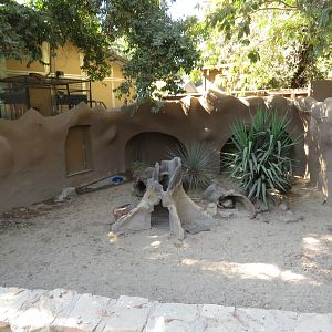 Fennec Fox Exhibit