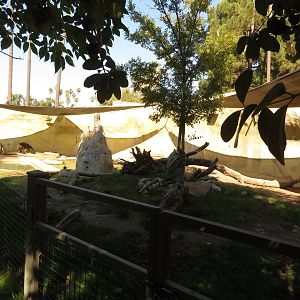 Giant Anteater Exhibit