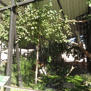 Red-tailed Hawk Aviary